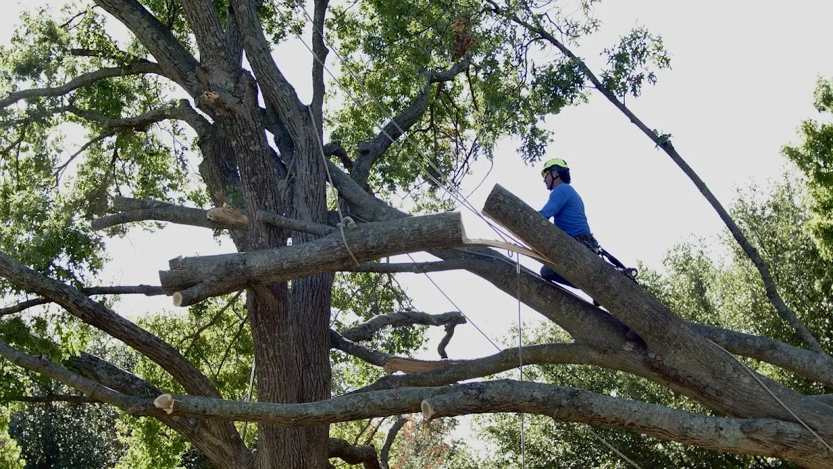 Professional Crown Thinning performed by certified arborists in Moxahala