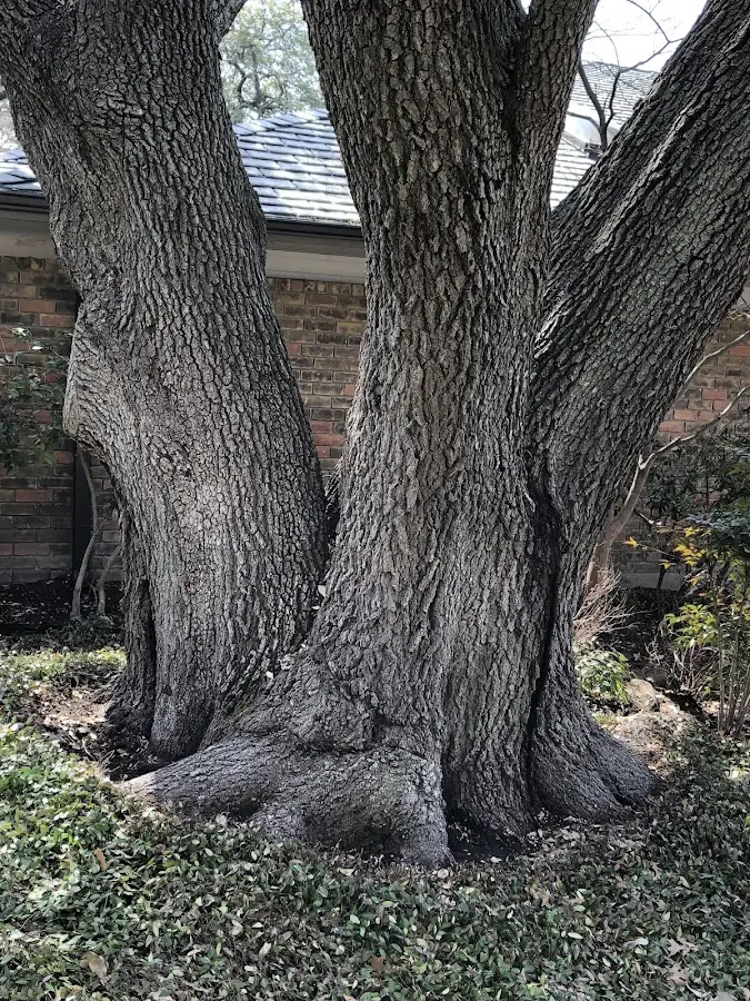 Mature heritage tree close to a Moxahala property cared for by certified arborists